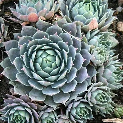 саженцы молодило саженцы молодило