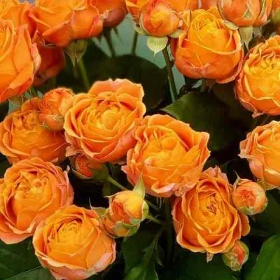 Саженцы роз КОРАЛ БАБЛС спрей — описание сорта Саженцы роз КОРАЛ БАБЛС спрей в Москве