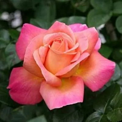 Саженцы роз ЧИКАГО ПИС чайно-гибридная — описание сорта Саженцы роз ЧИКАГО ПИС чайно-гибридная в Москве