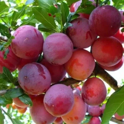 Слива НЕКТАРИННАЯ АРОМАТНАЯ — описание сорта Слива НЕКТАРИННАЯ АРОМАТНАЯ в Москве