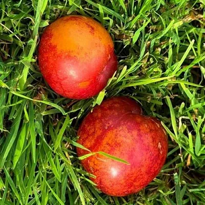 Шарафуга НЕКТАРИННАЯ в Москве