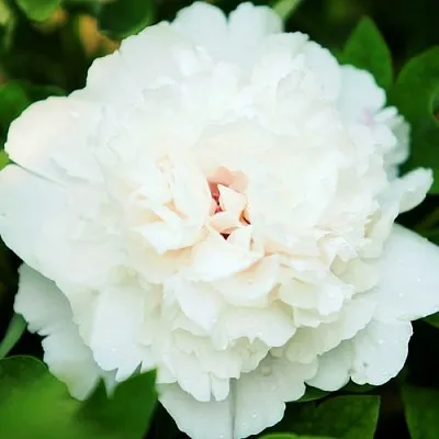 Пион СНЕЖНАЯ КРЕПОСТЬ древовидный  Пион СНЕЖНАЯ КРЕПОСТЬ древовидный в Москве