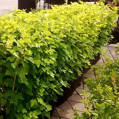 Комплект АНГЕЛ ГОЛД в Москве