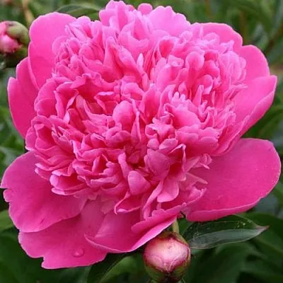 Пион ЭДУЛИС СУПЕРБА травянистый  Пион ЭДУЛИС СУПЕРБА травянистый в Москве