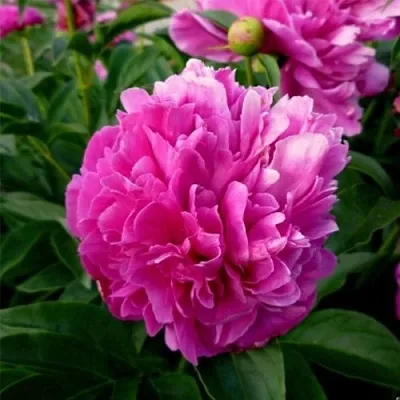 Пион ФЕЛИКС КРАУССЕ травянистый  Пион ФЕЛИКС КРАУССЕ травянистый в Москве