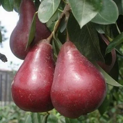 Груша СТАРКРИМСОН — описание сорта Груша СТАРКРИМСОН в Москве