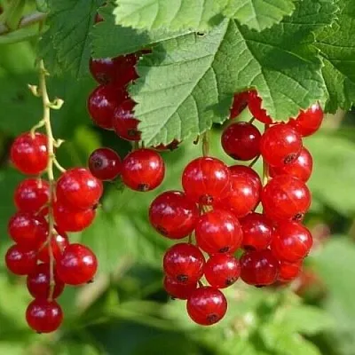 Смородина красная РОНДОМ в Москве