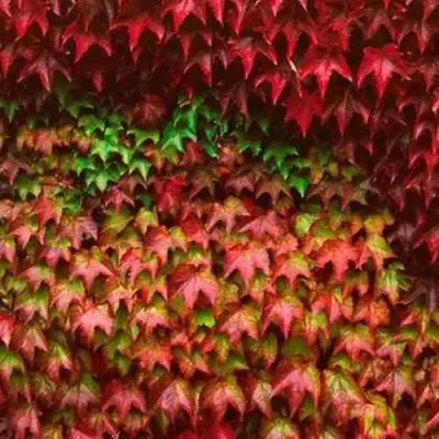 Девичий виноград тройчатый ВИЧИ — описание сорта Девичий виноград тройчатый ВИЧИ в Москве