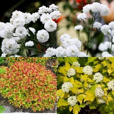 Комплект СОЛНЕЧНЫЙ МИКС в Москве