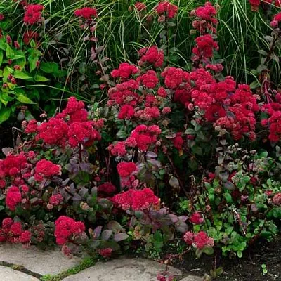 Очиток (седум) РЕД КАУЛИ Очиток (седум) РЕД КАУЛИ