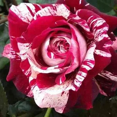 Саженцы роз ХУЛИО ИГЛЕСИАС чайно-гибридная  Саженцы роз ХУЛИО ИГЛЕСИАС чайно-гибридная в Москве