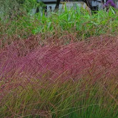 Овсянница АМЕТИСТОВАЯ  Овсянница АМЕТИСТОВАЯ в Москве