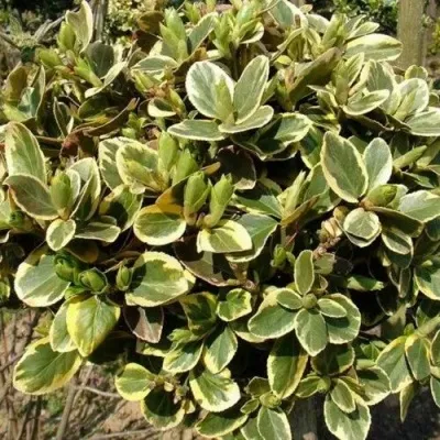 Бересклет КАНАДЕЙЛ ГОЛД  — описание сорта Бересклет КАНАДЕЙЛ ГОЛД  в Москве