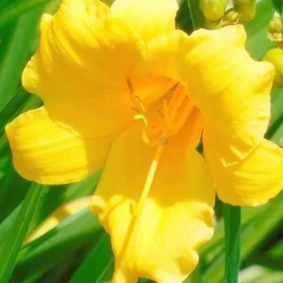 Лилейник СТЕЛЛА ДЕ ОРО гибридный — описание сорта Лилейник СТЕЛЛА ДЕ ОРО гибридный в Москве