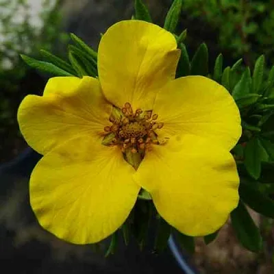 Лапчатка ГОЛДФИНГЕР кустарниковая  Лапчатка ГОЛДФИНГЕР кустарниковая в Москве