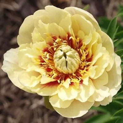 Пион ПРЕЙРИ ЧАРМ ито-гобрид — описание сорта Пион ПРЕЙРИ ЧАРМ ито-гобрид в Москве