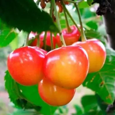 Черешня ДОНЧАНКА — описание сорта Черешня ДОНЧАНКА в Москве