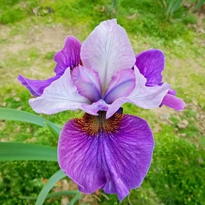 Ирис ЛАЙТ ОВ ХАРТ сибирский  Ирис ЛАЙТ ОВ ХАРТ сибирский в Москве