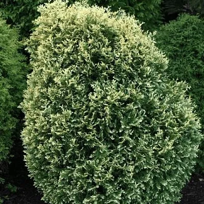 Туя ЛИТОМИШИЛ западная  Туя ЛИТОМИШИЛ западная в Москве