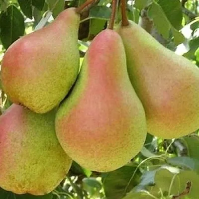 Груша ЛЕСНАЯ КРАСАВИЦА  Груша ЛЕСНАЯ КРАСАВИЦА в Москве