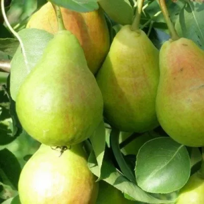 Груша ЛИРА — описание сорта Груша ЛИРА в Москве