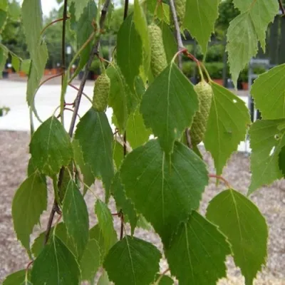 Береза ФАСЦИНЕЙШЕН белая  — описание сорта Береза ФАСЦИНЕЙШЕН белая  в Москве