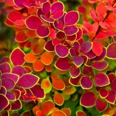 Барбарис ОРАНЖ САНРАЙЗ тунберга в Москве