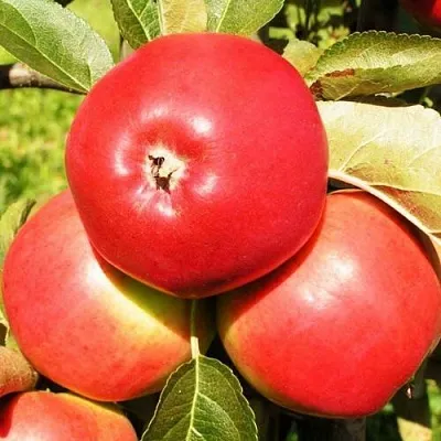 Яблоня СЯБРЫНА  Яблоня СЯБРЫНА в Москве