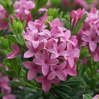 Волчеягодник КОЛЛИНА ГАРАЛЕНС  Волчеягодник КОЛЛИНА ГАРАЛЕНС в Москве