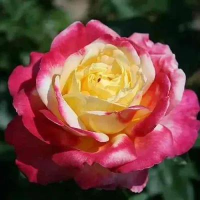 Саженцы роз ВОСТОЧНЫЙ ЭКСПРЕСС чайно-гибридная — описание сорта Саженцы роз ВОСТОЧНЫЙ ЭКСПРЕСС чайно-гибридная в Москве