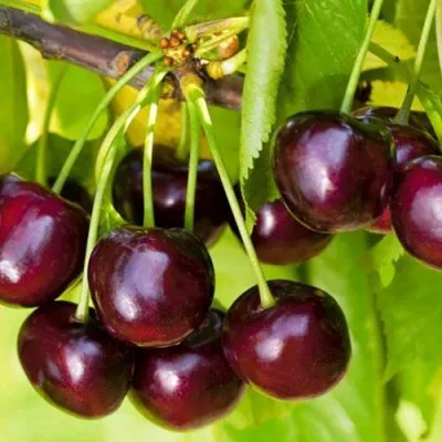 Черешня ИПУТЬ — описание сорта Черешня ИПУТЬ в Москве