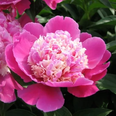 Пион КОРА СТАББС травянистый — описание сорта Пион КОРА СТАББС травянистый в Москве