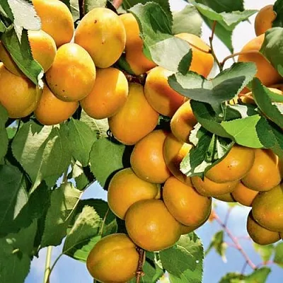 Абрикос БРЯНСКИЙ РАННИЙ  Абрикос БРЯНСКИЙ РАННИЙ в Москве