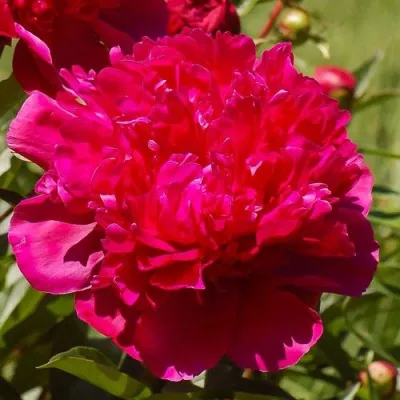 Пион БИГ БЕН травянистый — описание сорта Пион БИГ БЕН травянистый в Москве