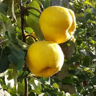 Айва МАРИЯ — описание сорта Айва МАРИЯ в Москве