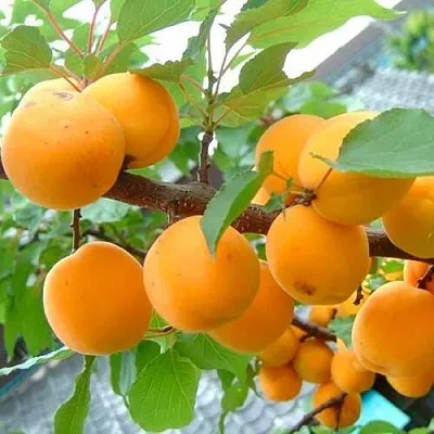 Абрикос ОРИГИНАЛ  Абрикос ОРИГИНАЛ в Москве