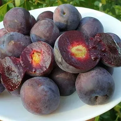 Сливово-вишневый гибрид МЕЙНОР в Москве