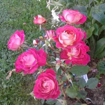 Саженцы роз МАЛЕЙКА чайно-гибридная — описание сорта Саженцы роз МАЛЕЙКА чайно-гибридная в Москве