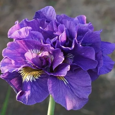 саженцы ириса саженцы ириса