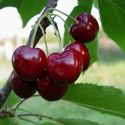 Черешня СТЕЛЛА  Черешня СТЕЛЛА в Москве