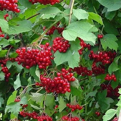 Калина КОМПАКТУМ  Калина КОМПАКТУМ в Москве