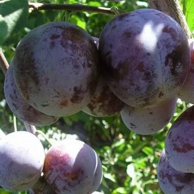 Слива РЕНКЛОД ХАРИТОНОВОЙ — описание сорта Слива РЕНКЛОД ХАРИТОНОВОЙ в Москве