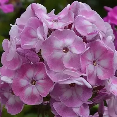 Флокс ЮНИК ОЛД ПИНК метельчатый  Флокс ЮНИК ОЛД ПИНК метельчатый в Москве