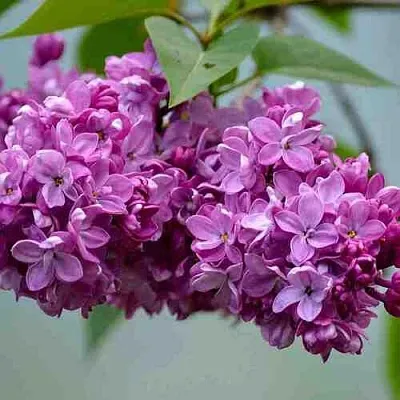 Сирень   Сирень  в Москве