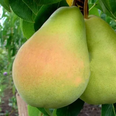 Груша ВИКТОРИЯ — описание сорта Груша ВИКТОРИЯ в Москве