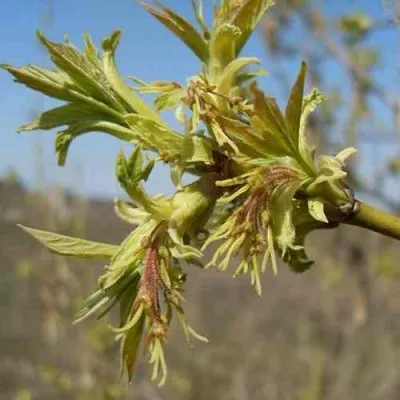 Клен ясенелистный — описание сорта Клен ясенелистный в Москве