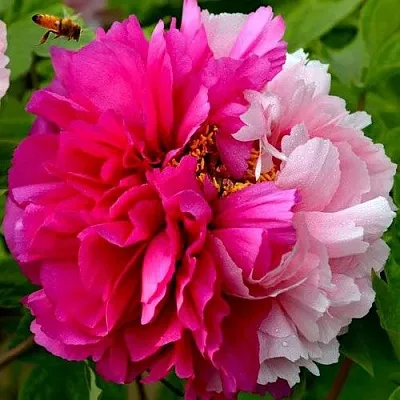 Пион ДВЕ СЕСТРЫ древовидный  Пион ДВЕ СЕСТРЫ древовидный в Москве