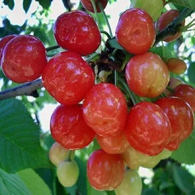 Черешня КРАСАВИЦА в Москве