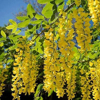 Бобовник  Бобовник в Москве