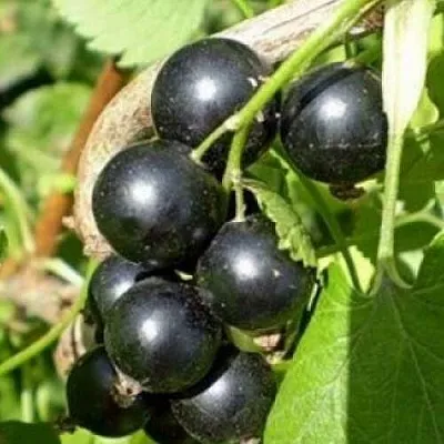саженцы смородины саженцы смородины